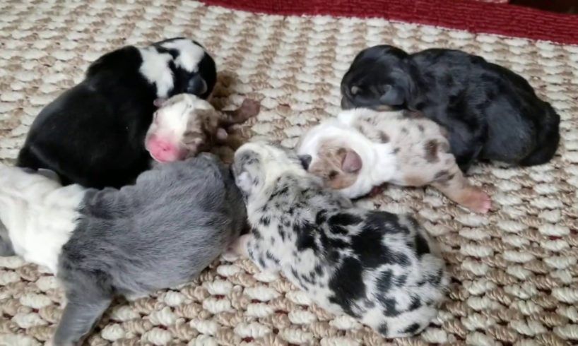 Cute Puppies English Bulldog 1 day old / Exotics Colors