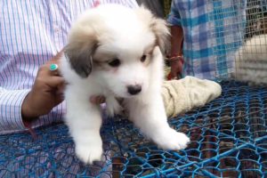 Cute Puppies For Sale At Galiff Street Pet Market Kolkata