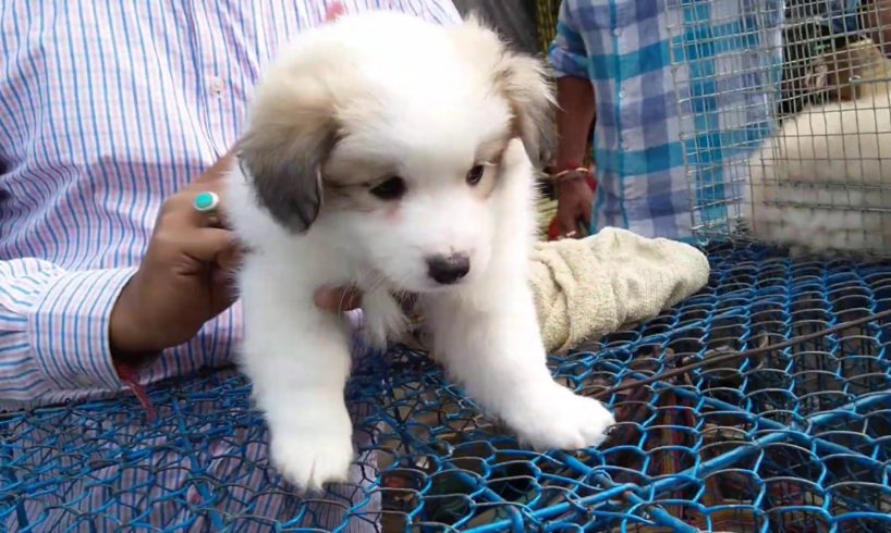 Cute Puppies For Sale At Galiff Street Pet Market Kolkata