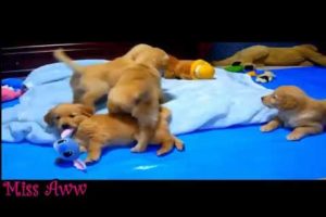 Cute Puppies Playing and Running