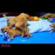 Cute Puppies Playing and Running