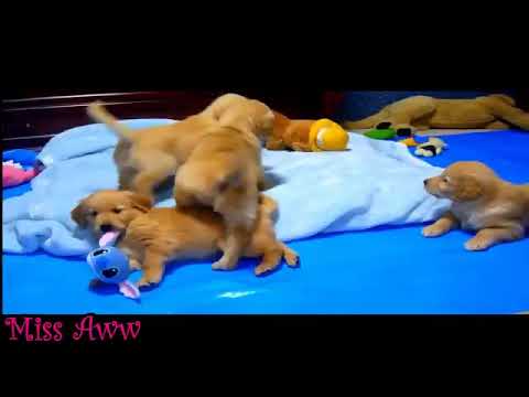 Cute Puppies Playing and Running