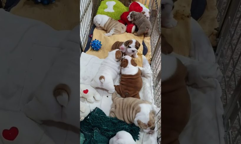 Cute Puppies You’ll Have to See to Believe | Petlove24h