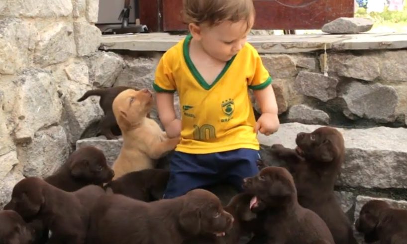 Cute Puppies and Babies Playing Together Compilation ✨?? ?Dog and Baby are Best Friends