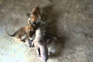 Cute Puppies are playing