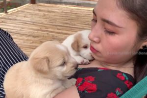 Cute Puppies on Owner Girl want food and milk | SimBona Play with Dog