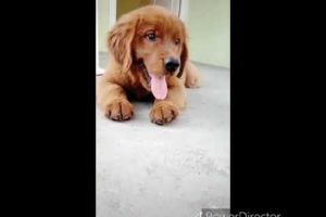 Cute Puppies video