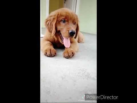 Cute Puppies video
