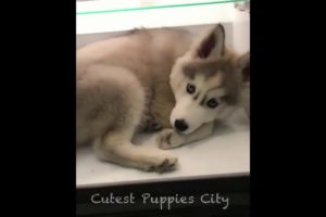 Cute Puppies||Try Not To Laugh||Puppy Funny Reactions ||Tiktok ||Puppy Cutties