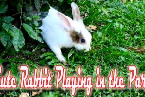 Cute Rabbits are playing in the Park | WildLife Animals