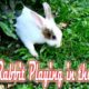 Cute Rabbits are playing in the Park | WildLife Animals