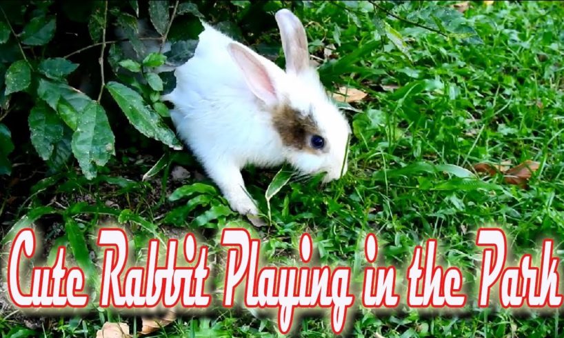 Cute Rabbits are playing in the Park | WildLife Animals