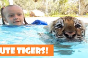 ? Cute Tiger Cubs Playing ? Funny Tigers Playing Compilation 2020