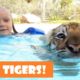 ? Cute Tiger Cubs Playing ? Funny Tigers Playing Compilation 2020