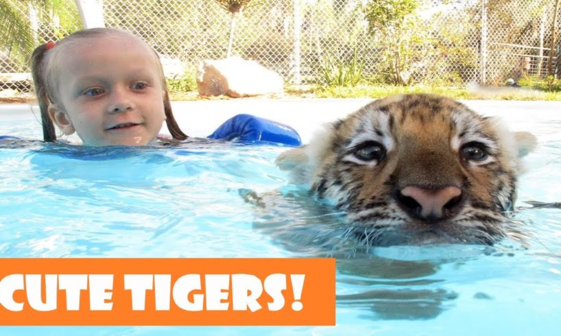 ? Cute Tiger Cubs Playing ? Funny Tigers Playing Compilation 2020