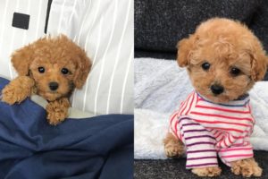 Cute Toy Poodles, Mini Poodle Puppies Video Compilation