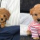 Cute Toy Poodles, Mini Poodle Puppies Video Compilation