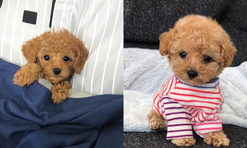 Cute Toy Poodles, Mini Poodle Puppies Video Compilation