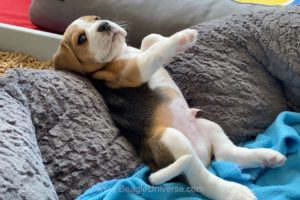 Cute and Funny BEAGLE PUPPY Compilation at just 5 weeks old.