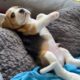 Cute and Funny BEAGLE PUPPY Compilation at just 5 weeks old.