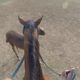 Cute and Funny Baby Horses Playing Videos