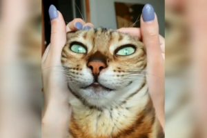 Cute babies cats? collection of cute cats moments from videos