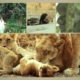 Cute baby animals play, love and cuddly with their moms | Gypsy Tiger