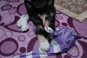 Cute calico cat playing