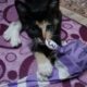 Cute calico cat playing