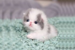 Cute kittens meowing compilation | Funny kitten video  | Kitten meowing #10