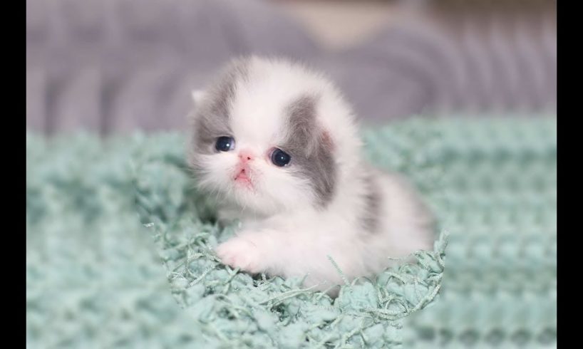 Cute kittens meowing compilation | Funny kitten video  | Kitten meowing #10