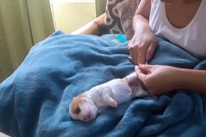Cute puppies! Getting their nails trim at two weeks.