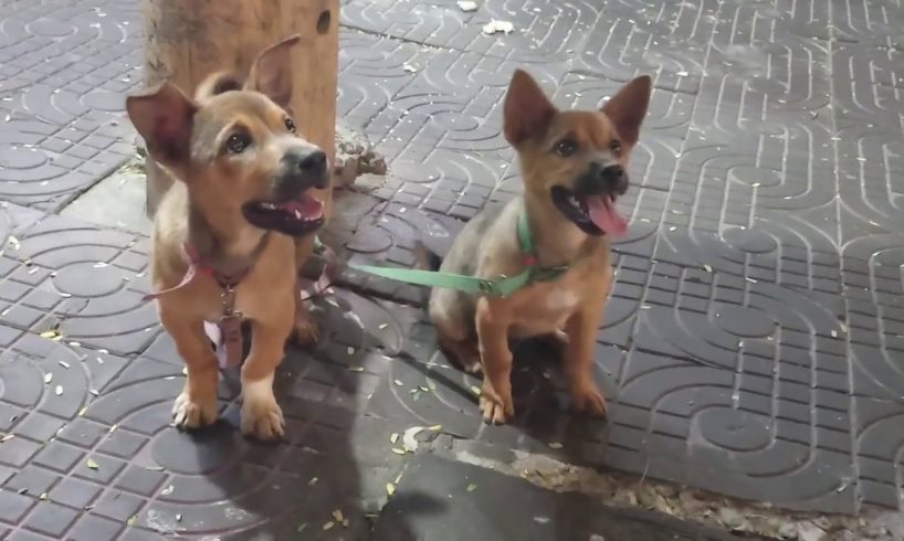 Cute puppies are on the road of local area in Vietnam かわいい子犬が2匹 ベトナムの田舎