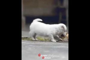 Cute puppies behavior