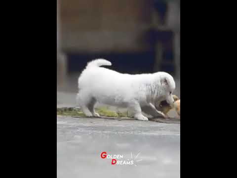 Cute puppies behavior