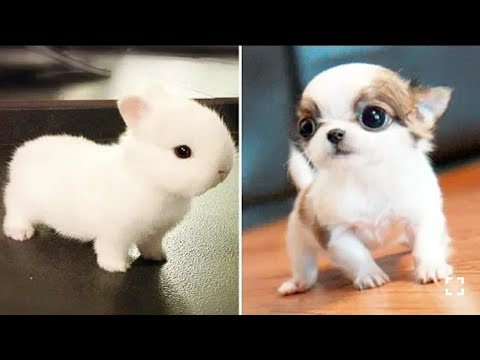 ?Cute puppies doing funny things 2020?
