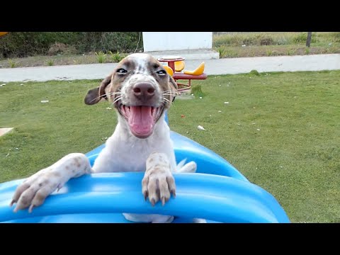 Cute puppies happy with playing ground