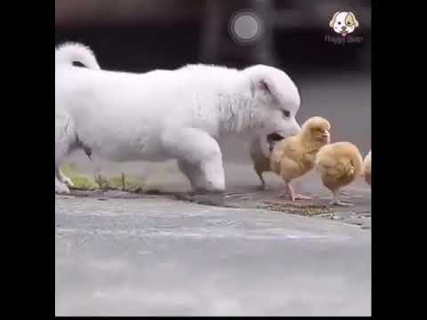 Cute puppies moment compilation