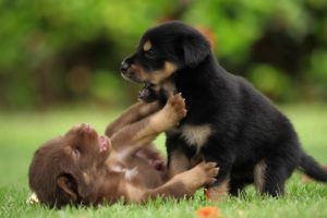 Cute puppies playing