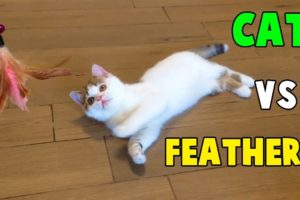 Cutest Cats, Funny Cats playing With Feathers Toys By Animals TV