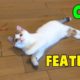 Cutest Cats, Funny Cats playing With Feathers Toys By Animals TV