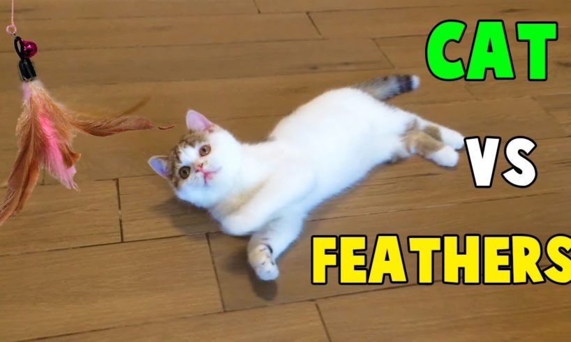 Cutest Cats, Funny Cats playing With Feathers Toys By Animals TV
