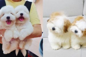 Cutest Coton De Tulear Puppies Videos Compilation