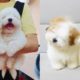 Cutest Coton De Tulear Puppies Videos Compilation
