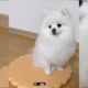 Cutest Dogs   Cute Puppies Doing Funny Things FUNNY DOGS 2020