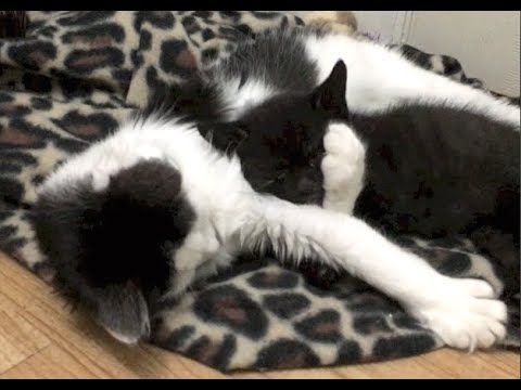 Cutest Kitten Cuddle Ever 2018