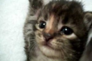 Cutest Kitten Ever
