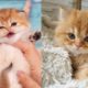 Cutest Kitten Ever - Funny Animals Videos 2019