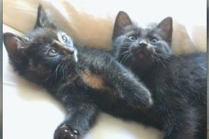 Cutest Kitten Snuggle & Mia Takes Over The Perch - #43 - Feral Cat Family Socialization