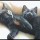 Cutest Kitten Snuggle & Mia Takes Over The Perch - #43 - Feral Cat Family Socialization